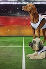 Hund-Fußball-Trikot im REWE Prospekt Hund-Fußball-Trikot im aktuellen REWE Prospekt für 9,99 €