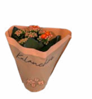 Kalanchoe von Gardenline im aktuellen ALDI Nord Prospekt