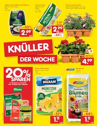 Blumenampel Angebot im aktuellen Netto Marken-Discount Prospekt auf Seite 17