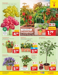 Blumen Angebot im aktuellen Netto Marken-Discount Prospekt auf Seite 9