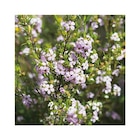 Botanic Démouville - Promo Diosma varié rose en pot de 3 L Promo Diosma varié rose en pot de 3 L à 17,49 € dans le catalogue Botanic à Démouville
