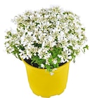 Staude Angebote bei Penny Hückelhoven für 1,99 €