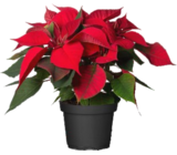 Weihnachtsstern bei Bauzentrum Reinholdshain im Dippoldiswalde Prospekt für 2,99 €