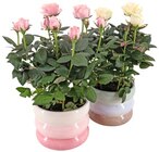 Rosige Umarmung Angebote bei REWE Oberhausen für 6,99 €