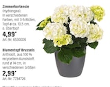Zimmerhortensie oder Blumentopf Brussels Angebote bei OBI Böblingen für 4,99 €