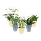 Plante verte en promo chez Carrefour Caen à 4,99 €