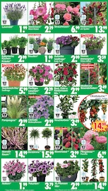 Zimmerpflanzen im Wreesmann Prospekt in Dresden Aktueller Wreesmann Prospekt mit Zimmerpflanzen, "DEIN SAISON- & SONDERPOSTENMARKT!", Seite 3