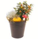 Herbstarrangement im Angebot bei toom Baumarkt in Meerbusch Herbstarrangement Angebote bei toom Baumarkt Meerbusch für 15,99 €