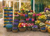 Blumenzwiebeln Angebote bei Netto mit dem Scottie Elmshorn für 0,99 €