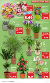 Blumentopf im Kaufland Prospekt in Coburg Aktueller Kaufland Prospekt mit Blumentopf, "Aktuelle Angebote", Seite 5