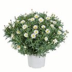 Margeritenbusch  im aktuellen Lidl Prospekt für 4,99 €