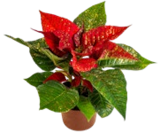 Mini-Zauberstern bei Kaufland im Singen Prospekt für 1,19 €