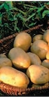 Semence de pommes de terre dans le catalogue Hyper U