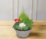 Composition de plantes dans le catalogue U Express