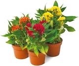 Celosia für 3,99 € bei Netto mit dem Scottie im Angebot Celosia im aktuellen Netto mit dem Scottie Prospekt