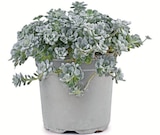 Silver Land Mix im Angebot bei Zimmermann in Bremerhaven Silver Land Mix Angebote bei Zimmermann Bremerhaven für 1,99 €