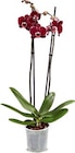 Aktuelle Pflanzen Angebote bei Netto Marken-Discount in Bremerhaven Aktuelles Orchidee Angebot bei Netto Marken-Discount in Bremerhaven ab 4,99 €