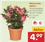 Netto Marken-Discount Wunder - Weihnachtskaktus Angebot im Prospekt Weihnachtskaktus bei Netto Marken-Discount im Wunder Prospekt für 4,99 €