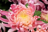 Chrysanthème à grosses fleurs - Jardiland à Grigny Chrysanthème à grosses fleurs en promo chez Jardiland Grigny à 8,99 €