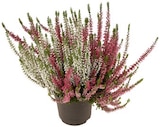 Aktuelles Knospenheide Calluna Garden Girls Twin Girls Angebot bei REWE in Potsdam ab 2,49 €