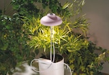 LED-Pflanzen-Lampe  im aktuellen Rossmann Prospekt für 6,99 €