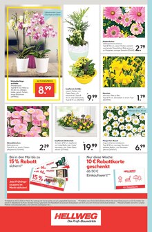 Blumen im Hellweg Prospekt "Die Profi-Baumärkte" mit 28 Seiten (Darmstadt)