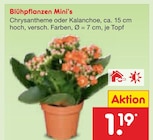 Chrysantheme oder Kalanchoe bei Netto Marken-Discount im Söhlde Prospekt für 1,19 €