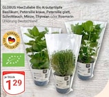 Aktuelles HierZuliebe Bio Kräutertopf Basilikum Angebot bei GLOBUS in Halle (Saale) ab 1,29 €