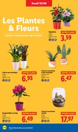 Plantes Angebote im Prospekt "Fan de l'été" von Lidl Plantes Angebote im Prospekt "Fan de l'été" von Lidl auf Seite 28