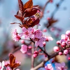CERISIER DU JAPON - SANSMARQUE à 44,99 € dans le catalogue Auchan Hypermarché