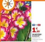 Promo Primevère Acaulis à 1,55 € dans le catalogue Super U à L'Arbresle