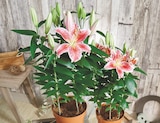Promo Lys Oriental Pot 19 cm à 9,99 € dans le catalogue Intermarché à Villebon-sur-Yvette