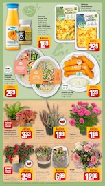 Salat im REWE Prospekt in Bottrop Aktueller REWE Prospekt mit Salat, "Dein Markt", Seite 9
