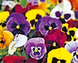 Aktuelle Stiefmütterchen Angebote bei BayWa Bau- und Gartenmärkte in Nürnberg Aktuelles Stiefmütterchen Angebot bei BayWa Bau- und Gartenmärkte in Nürnberg ab 0,79 €