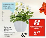 Christrose Christmas Carol Angebote bei Hellweg Beckum für 6,79 €