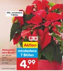 Weihnachtsstern Busch im Angebot bei Netto Marken-Discount in Hoyerswerda Weihnachtsstern Busch Angebote bei Netto Marken-Discount Hoyerswerda für 4,99 €