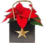 Weihnachtsstern Tailorbag Angebote bei REWE Iserlohn für 2,79 €