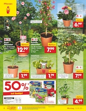 Ähnliche Zitronenbaum Angebote im Prospekt "Aktuelle Angebote" von Netto Marken-Discount in Bornheim Ähnliche Angebote wie Zitronenbaum im Prospekt "Aktuelle Angebote" auf Seite 8 von Netto Marken-Discount in Bornheim