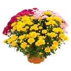 Chrysanthème Pomponnette - Carrefour Market à Creil Chrysanthème Pomponnette en promo chez Carrefour Market Creil à 5,99 €