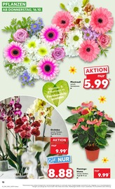 Orchidee im Kaufland Prospekt in Halle Aktueller Kaufland Prospekt mit Orchidee, "Aktuelle Angebote", Seite 10