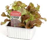 Gemüsepflanzen im aktuellen Thomas Philipps Prospekt