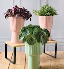 Plantes vertes retombantes - Super U à Saint-Nazaire Plantes vertes retombantes en promo chez Super U Saint-Nazaire à 8,99 €