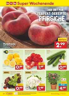 Pflanzen im aktuellen Netto Marken-Discount Prospekt (Wiesbaden) Pflanzen im Netto Marken-Discount Prospekt "Aktuelle Angebote" mit 61 Seiten (Wiesbaden)