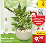 Spathiphyllum im Netto Marken-Discount Prospekt Spathiphyllum im aktuellen Netto Marken-Discount Prospekt für 9,99 €