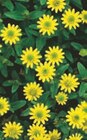 Promo Suspension de plante fleurie à 5,99 € dans le catalogue Norma à La Trouche