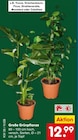 Yucca im Angebot bei Netto Marken-Discount in Meerbusch Yucca Angebote bei Netto Marken-Discount Meerbusch für 12,99 €