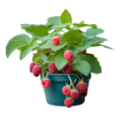Jardinerie Poullain Osny - Promo Framboisier Promo Framboisier à 5,99 € dans le catalogue Jardinerie Poullain à Osny