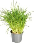 Aktuelle Rosmarin Angebote bei EDEKA in Hamm Aktuelles Rosmarin Angebot bei EDEKA in Hamm ab 1,79 €