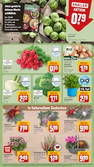 Pflanzen im REWE Prospekt "Dein Markt" mit 30 Seiten (Nürnberg)
