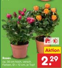Rosen im Angebot bei Netto Marken-Discount in Neumünster Rosen Angebote bei Netto Marken-Discount Neumünster für 2,29 €